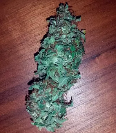 Auto Daiquiri Lime strain