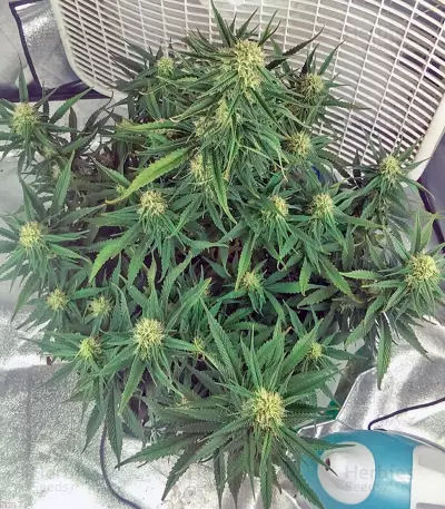 Auto Pyramid feminized seeds