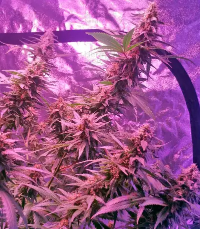 Blue Mystic regular (Nirvana Seeds)