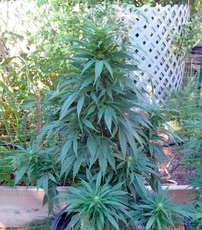 Graines de cannabis Brazil Amazonia (World of Seeds)