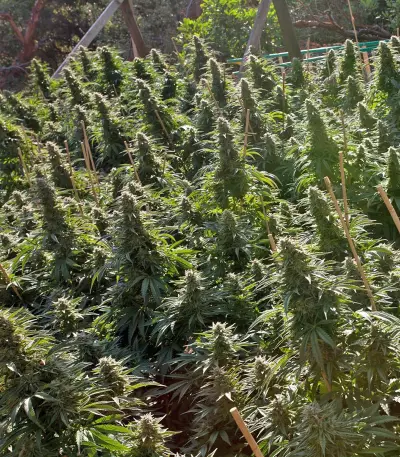 Chemdawg regular (Humboldt Seeds Organization)
