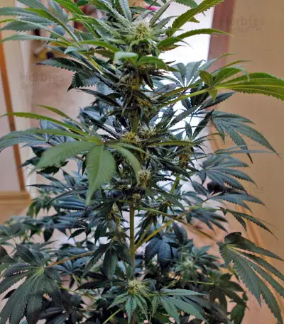 Karibbean Mango (Kannabia Seeds)