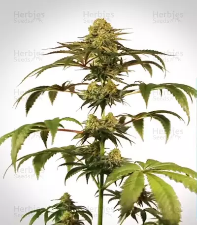 Semi femminizzati Medical Mass CBD