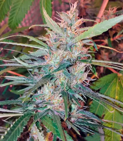 Orange Bud (Dutch Passion)