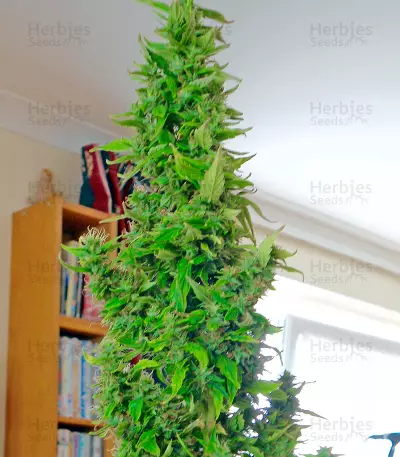 Wipeout Express Auto (Heavyweight Seeds)