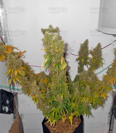 Semi femminizzati Power Plant (Dutch Passion)