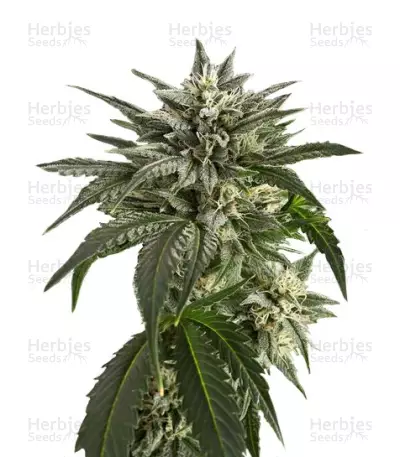 Graines de cannabis Blue Critical Autoflowering (Dinafem Seeds)
