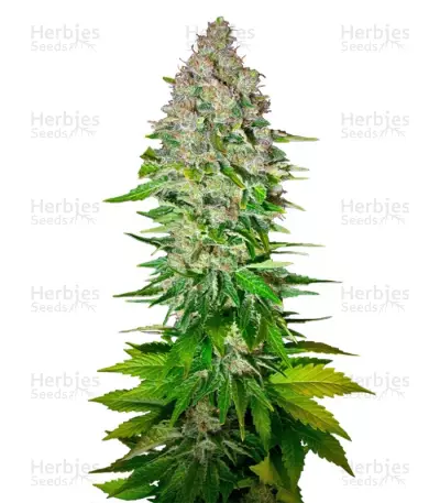 Graines de cannabis Jack 47 F1 Fast Version (Sweet Seeds)