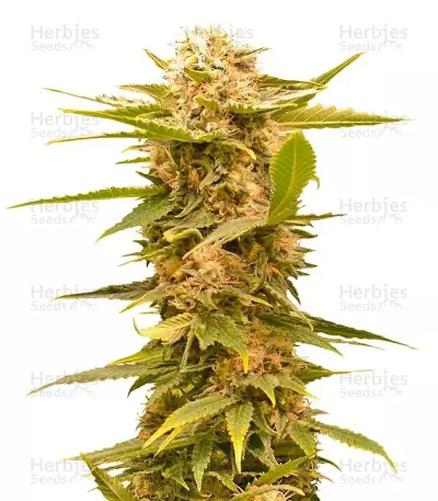 Black Dream (Eva Seeds)