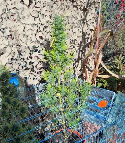 Colombian Gold feminizada (World of Seeds)