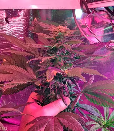 Sour Blueberry Seeds