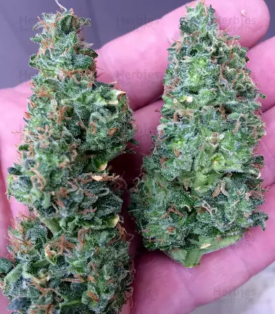 Graines de cannabis Turbo Bud Auto (Heavyweight Seeds)