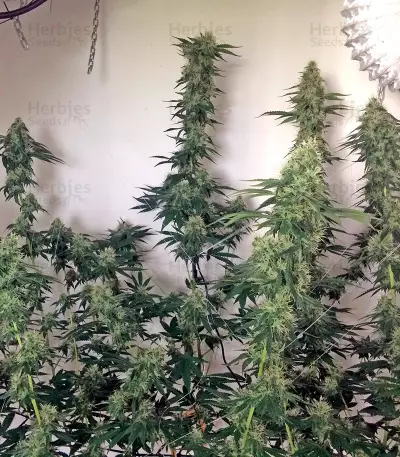 707 Headband Seeds