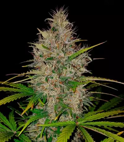 Berries & Cheese Seeds
