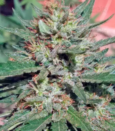 Black D.O.G. feminized seeds