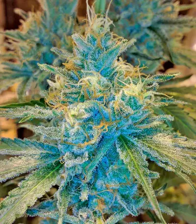 Black D.O.G. feminized seeds