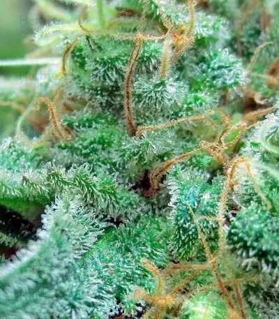 Blue Hash strain