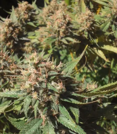 Critical Kali Mist Seeds