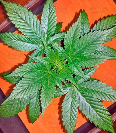 California Kush Seeds