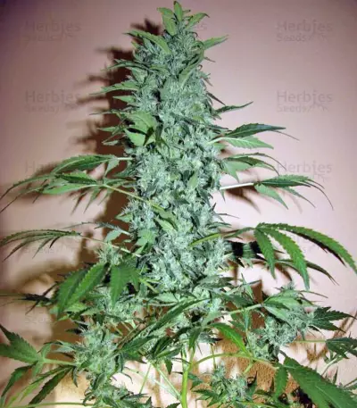 Chronic (Serious Seeds)