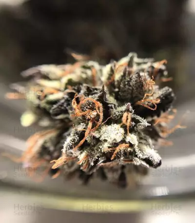 Delhi Friend Seeds