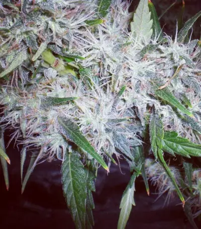 Graines de cannabis ICE (Female Seeds)