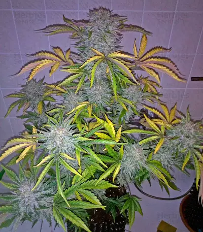 Industrial Plant Autoflowering CBD Seeds