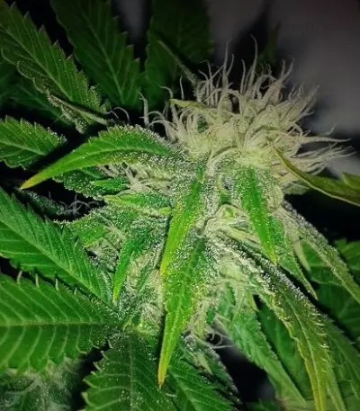 O.G. Kush Seeds