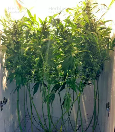 Orange Hill Special feminized seeds