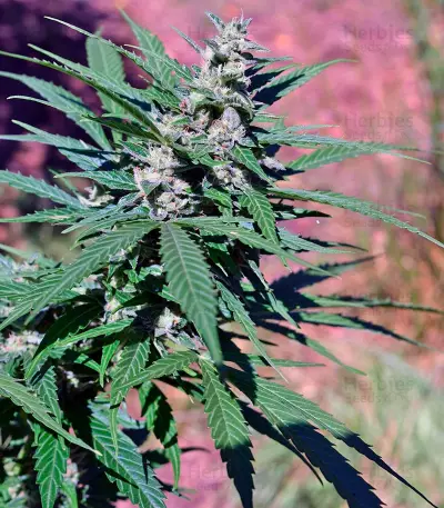 Pandora Auto Seeds