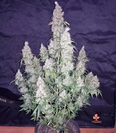 Pandora Auto Seeds
