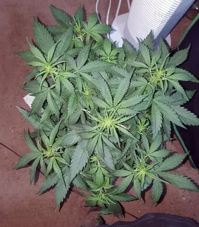Stardawg Auto feminized seeds