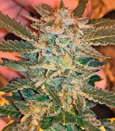 White Widow feminized seeds (Dinafem)