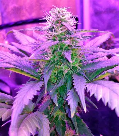 Amnesia Seeds (World of Seeds)