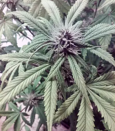 Black Cream Auto