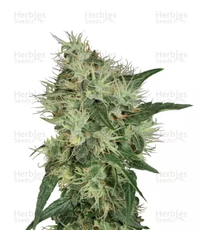 Graines de cannabis Lambo regular (T.H. Seeds)