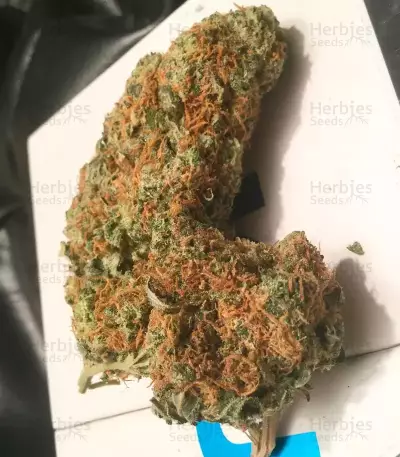 Afghan Cow Seeds