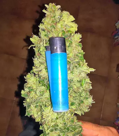 Graines de cannabis Lemon OG Haze Auto (Nirvana Seeds)