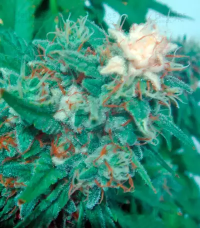 Pato #1 (Kannabia Seeds)