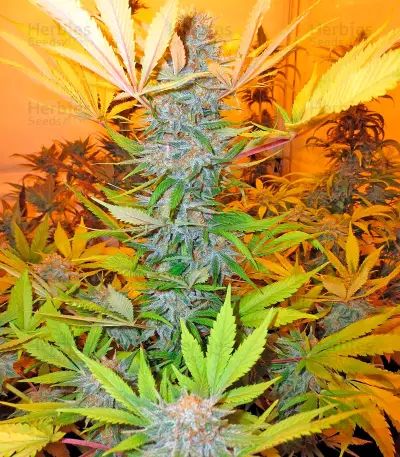 Aurora Indica strain