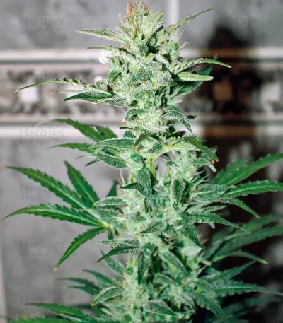 Auto Galaxy strain