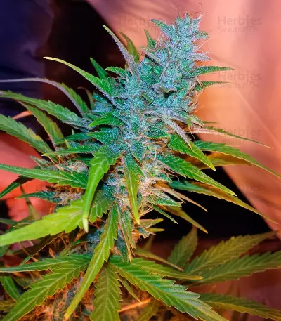 Graines de cannabis Auto Xtreme (Dutch Passion)