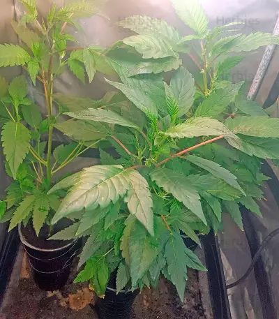 Bubba Kush Seeds (Humboldt Seeds Organization)