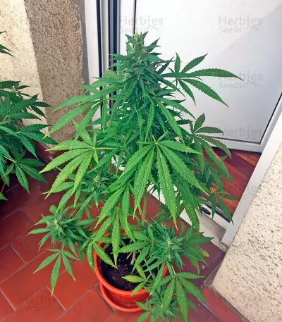 Critical + Autoflowering feminized seeds by