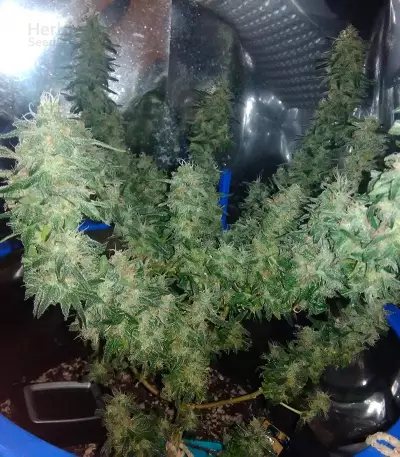 Graines de cannabis Holy Grail 69 (Samsara Seeds)