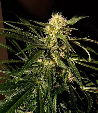 Graines de cannabis Jamaican Dream (Eva Seeds)