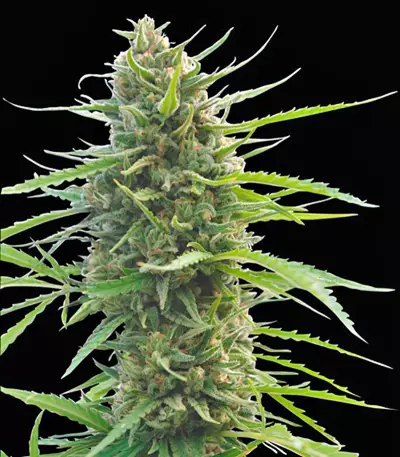 Kilimanjaro (World of Seeds)