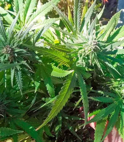 Kritikal-K Seeds