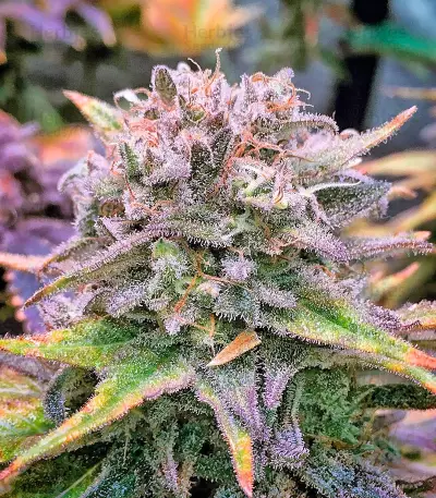 Mataro Blue (Kannabia Seeds)