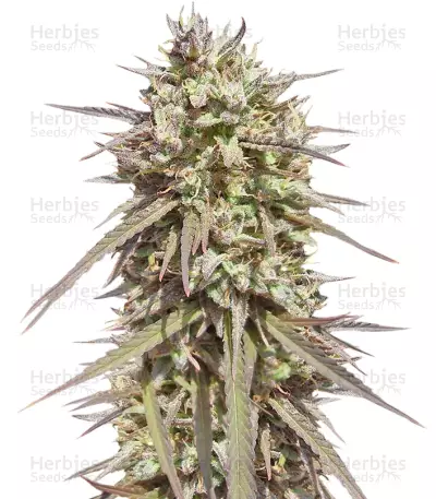 Graines de cannabis Purple Maroc (Female Seeds)